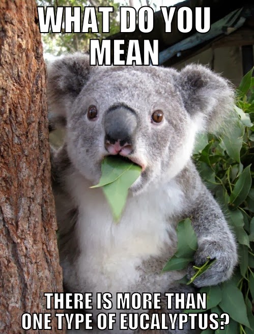 The Different Varieties Of Eucalyptus Essential Oil
