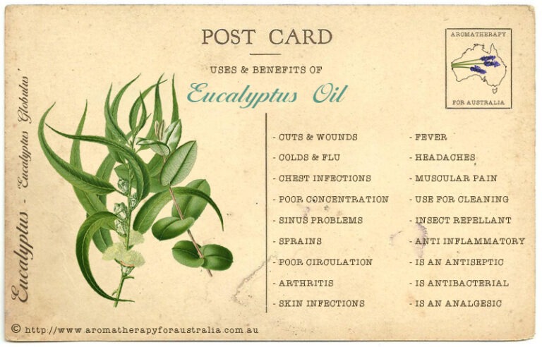 Eucalyptus: Essential Oil Spotlight