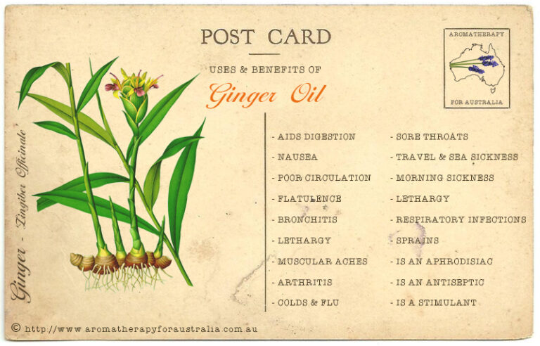 Ginger: Essential Oil Spotlight