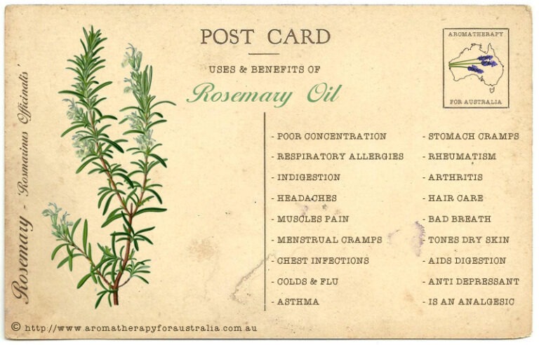 Rosemary: Essential Oil Spotlight
