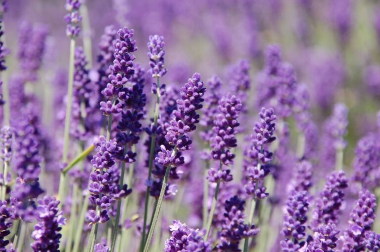 20 Uses For Lavender Essential Oil