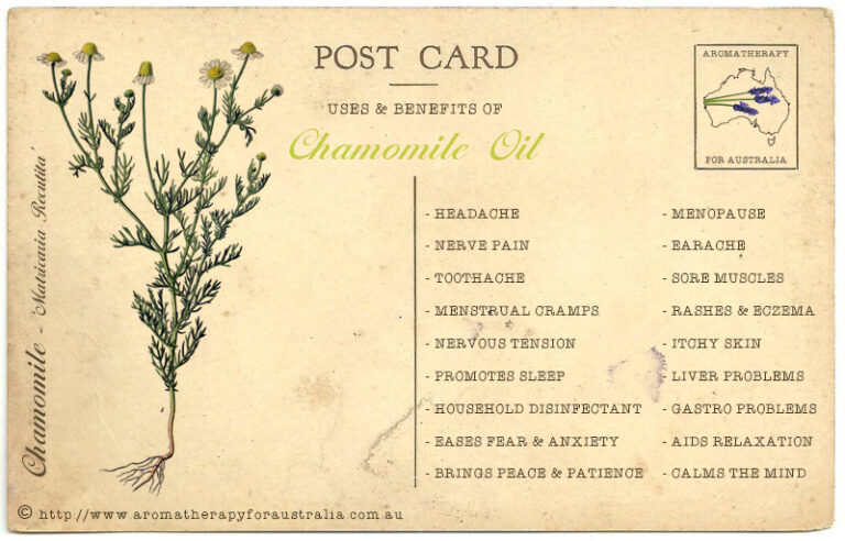 Chamomile: Essential Oil Spotlight