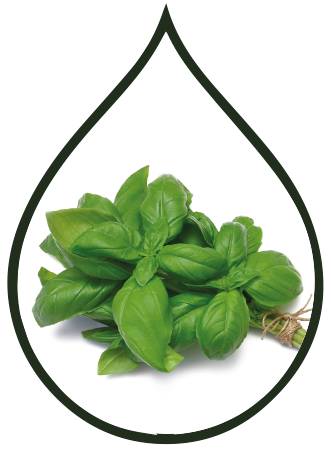 Basil Essential Oil