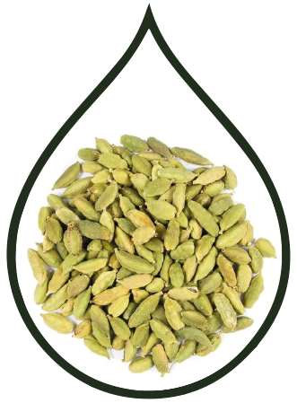 Cardamom Essential Oil