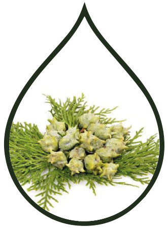 Cypress Essential Oil
