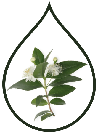 Lemon Myrtle Essential Oil