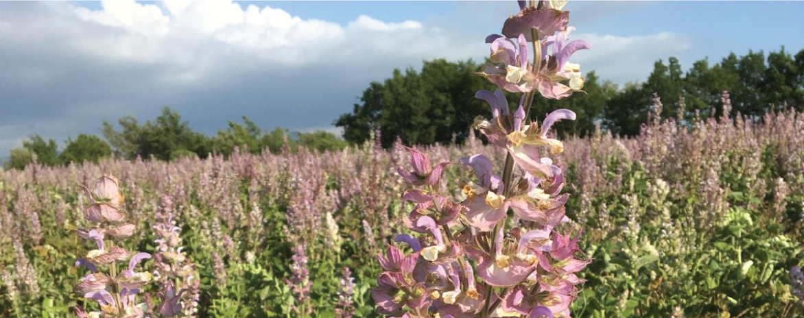 Clary Sage from the Heart of Provence