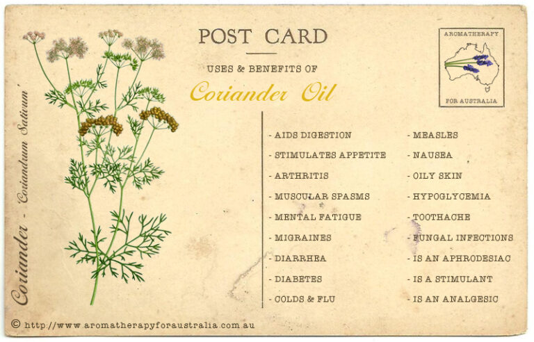 Coriander: Essential Oil Spotlight