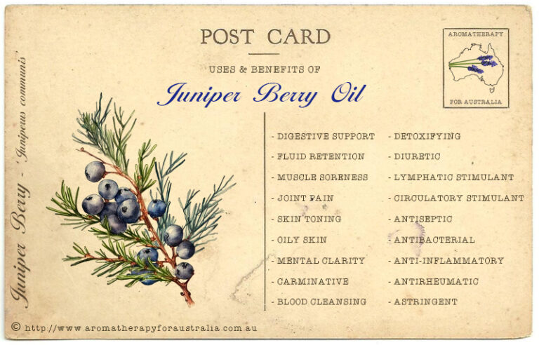 Juniper Berry: Essential Oil Spotlight