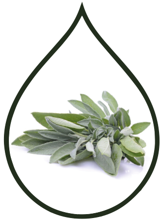 White Sage Essential Oil
