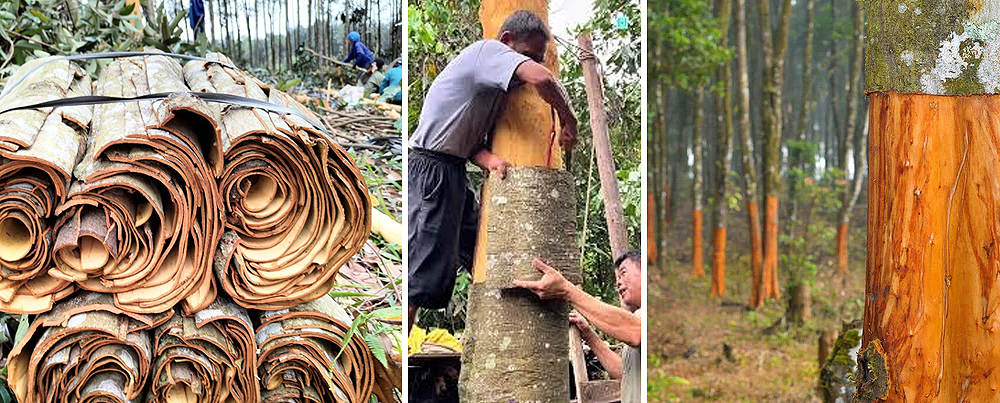 Cinnamon Bark Essential Oil: Supporting Sustainability & Communities in India