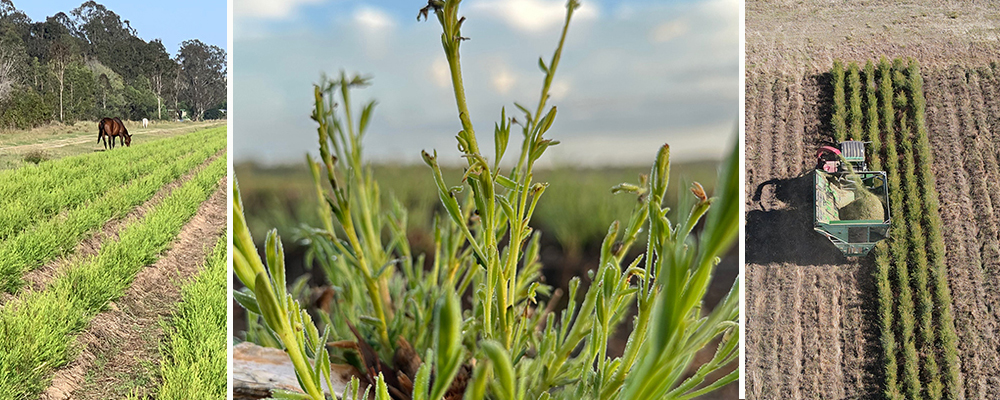 Tea Tree Essential Oil: A Sustainable Crop for Generations
