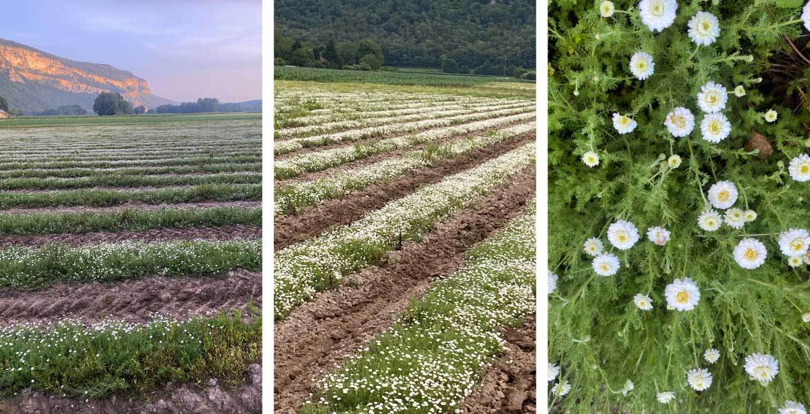 From Family Farm to Essential Oil: The Story Behind Our Roman Chamomile
